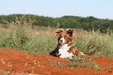 BORDER COLLIE 287
